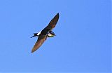 Common House-Martin